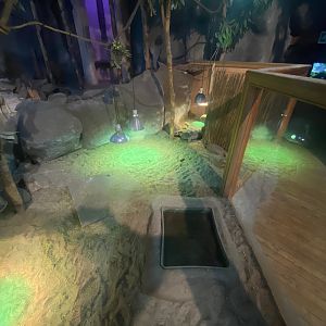 Lake Malawi - African spurred tortoise exhibit 251123