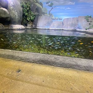 Lake Malawi - mixed cichlid exhibit 251123
