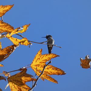 Anna’s hummingbird
