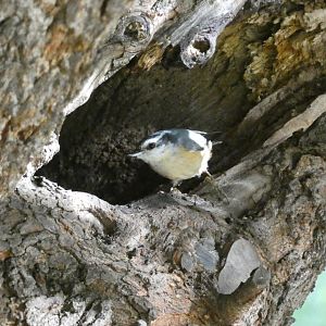 Red breasted nuthatch