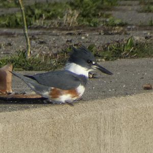 Belted kingfisher