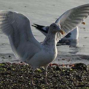 Glaucous winged gull