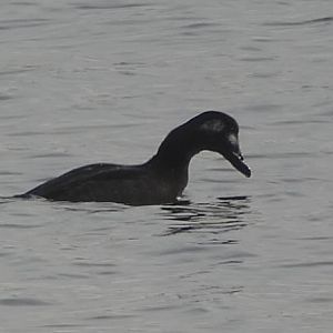 White winged scoter diving