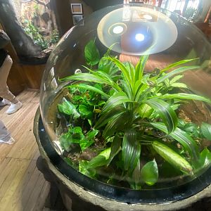 Frog Zone - Green and black poison dart frog exhibit 251123