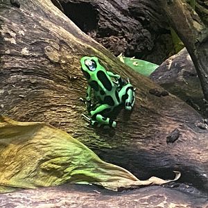 Frog Zone - Green and black poison dart frog 251123