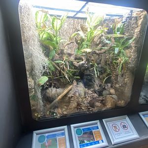 Frog Zone - mixed exhibit 251123