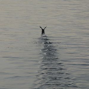 Pelagic cormorant