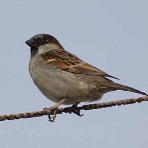 House sparrow
