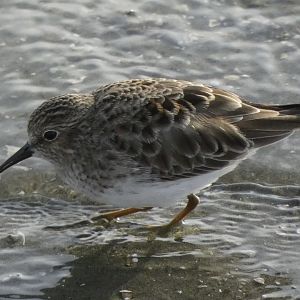 Least sandpiper