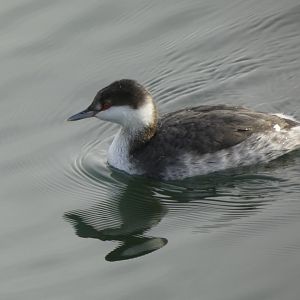 Horned grebe