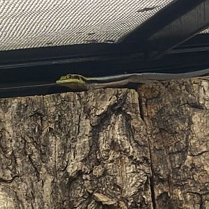 Frog Zone - Yellow-headed day gecko 251123