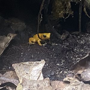 Frog Zone - Golden mantella 251123