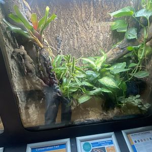 Frog Zone - Anthony’s poison arrow frog exhibit 251123