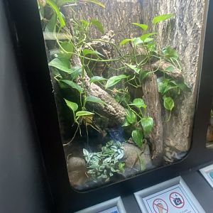 Frog Zone - Dyeing dart frog exhibit 251123