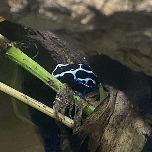 Frog Zone - Dyeing dart frog 251123