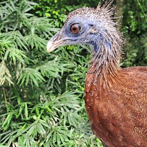 Great Argus (Argusianus argus)