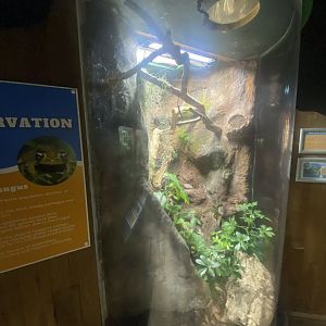 Frog Zone - Madagascar tree boa 251123