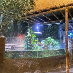 Cuvier’s dwarf caiman exhibit 251123