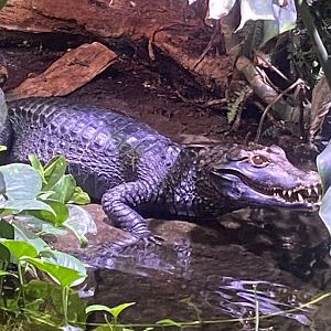 Cuvier’s dwarf caiman 251123