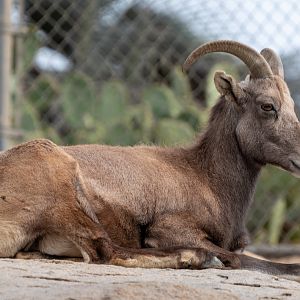 Desert Bighorn Sheep