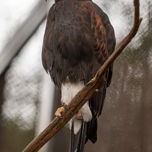 Harris Hawk