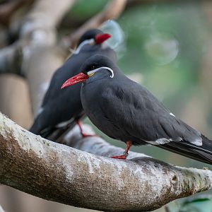Inca Tern