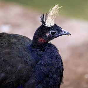Congo Peafowl
