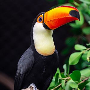 Toco Toucan