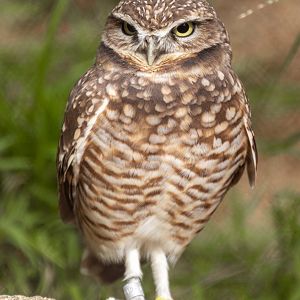Western Burrowing Owl