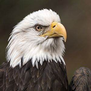 Northern Bald Eagle