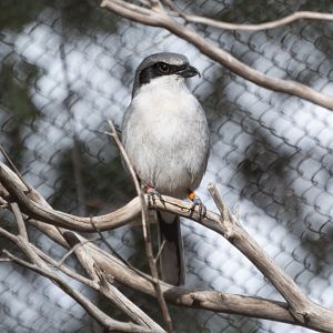 San Clemente Loggerhead Shrike