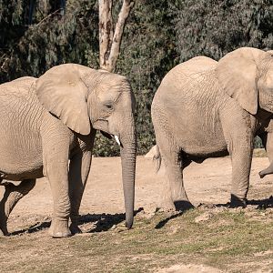 African Elephants