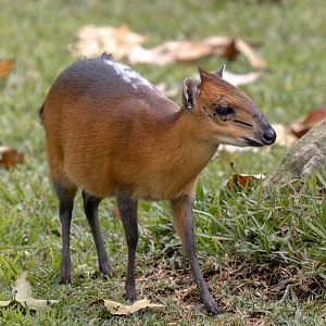 Red Flanked Duiker