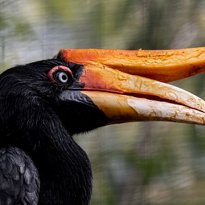 Rhinoceros Hornbill