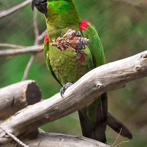 Thick Billed Parrot