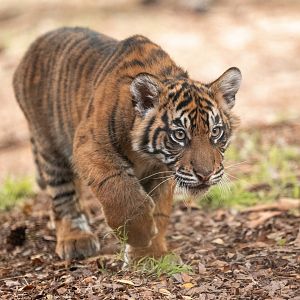 Puteri or Hutan stalking