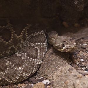 Mojave Rattlesnake/ Crotalus scutulatus
