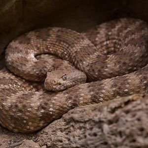Ángel de la Guarda Island Rattlesnake/ Crotalus angelensis