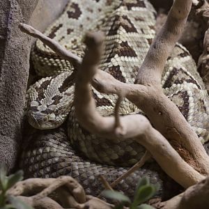Yucatán Rattlesnake/ Crotalus tzabcan