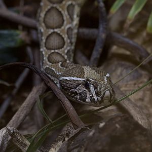 Russell's Viper/ Daboia russelii