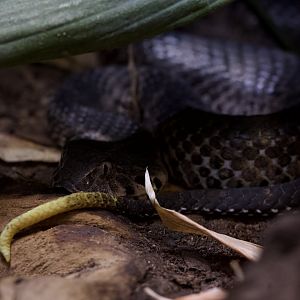 Smooth-scaled Death Adder/ Acanthophis laevis