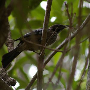 New Caledonian Friarbird (Philemon diemenensis)