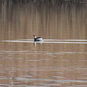 Black necked Grebe ~ Tokyo Port Wild Bird Park