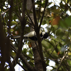 Japanese Tit ~ Tokyo Port Wild Bird Park