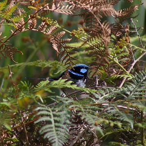 Superb Blue Wren (Malurus cyaneus cyaneus)