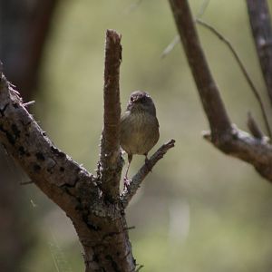 Tasmanian Scrubwren (Sericornis humilis)