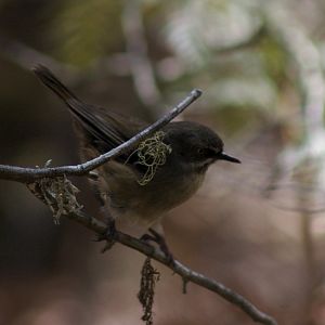 Tasmanian Scrubwren (Sericornis humilis)