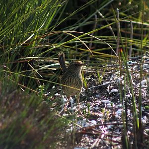 Striated Fieldwren (Calamanthus fuliginosus)