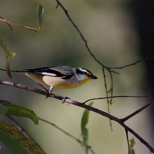 Striated Pardalote (Pardalotus striatus)