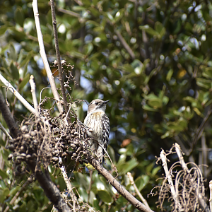 Japanese Pygmy Woodpecker ~ Tokyo Port Wild Bird Park